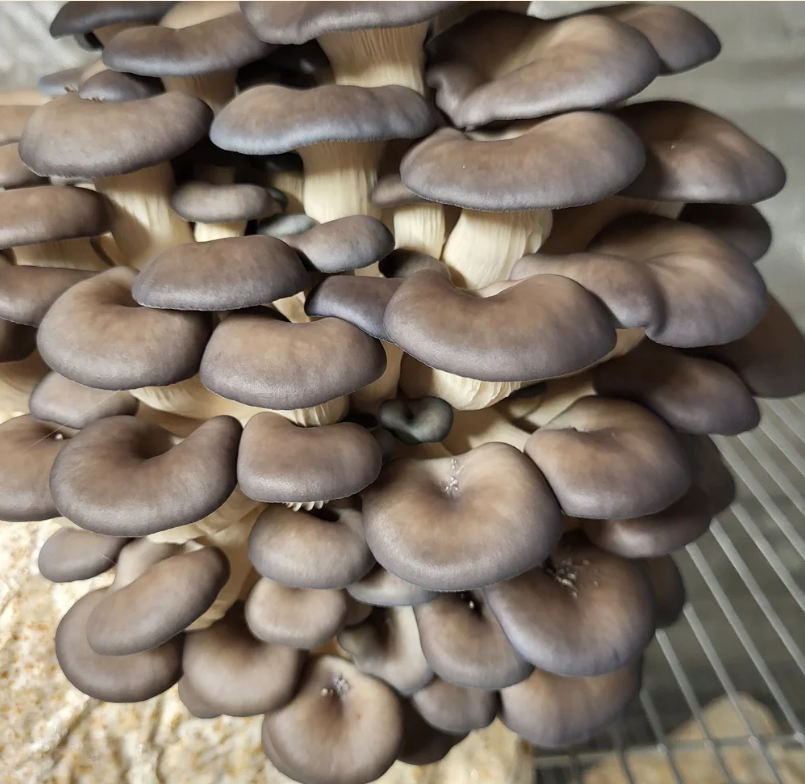 Cluster of fresh locally grown Blue Oyster Mushrooms from Green Box Mushrooms in Gainesville, Georgia